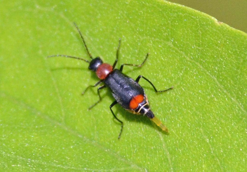 Malachiidae:  cfr. Axinotarsus ruficollis, femmina